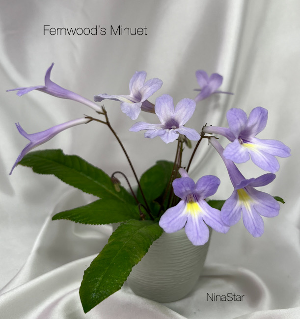 Fernwood’s Minuet