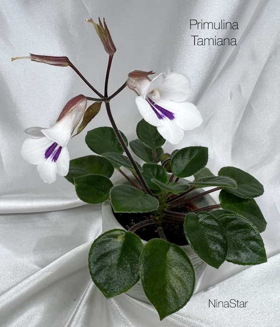 Примулина  Tamiana