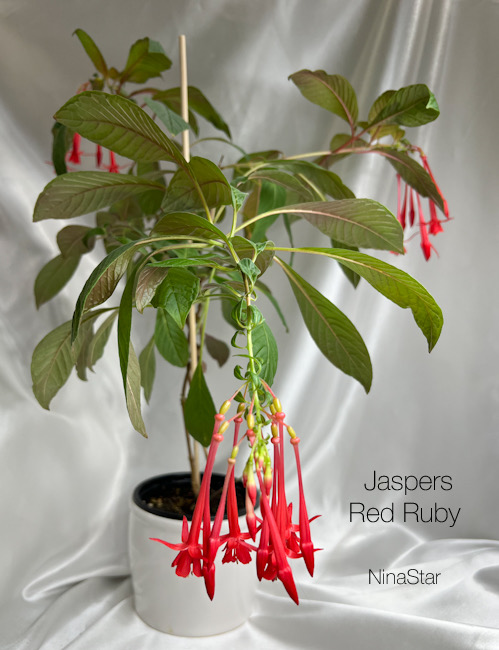 Jaspers Red Ruby