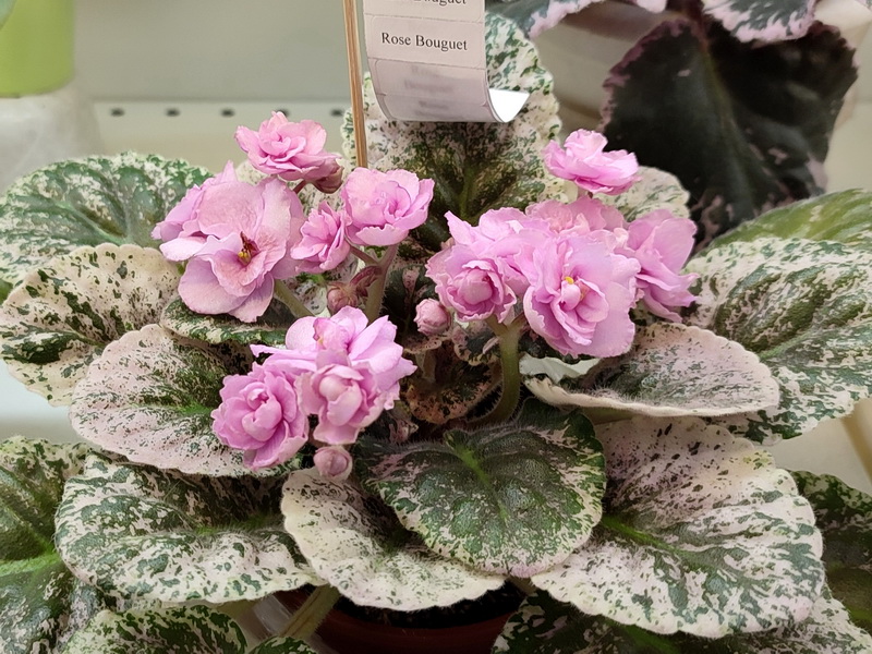 Rose Bouguet.jpg
