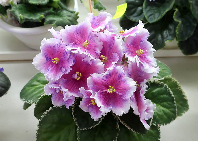 Карпова  МТ-Философия Момента.JPG