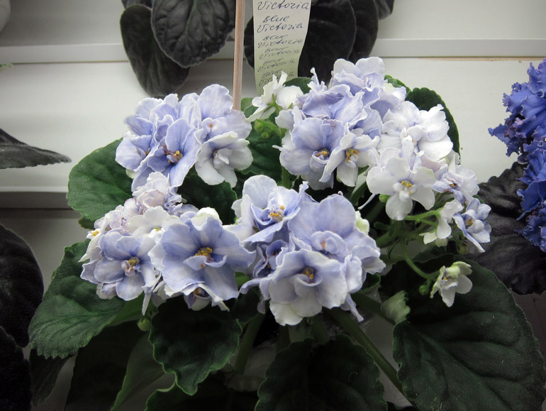 Blue-Victoria.jpg