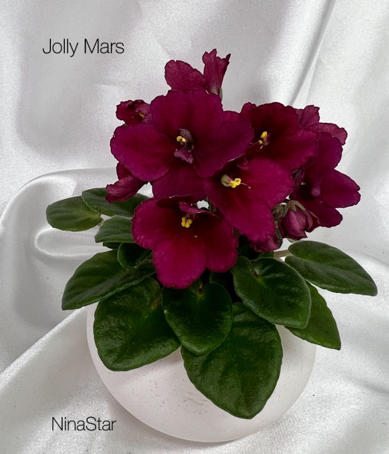 Jolly Mars