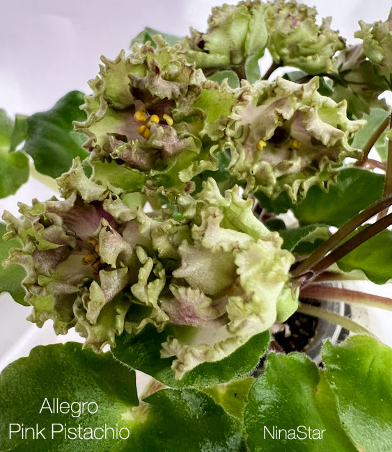 Allegro Pink Pistachio