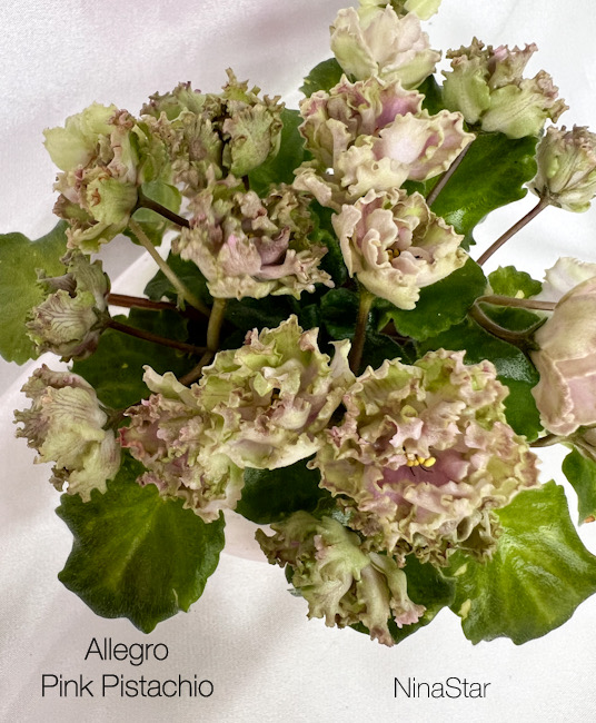 Allegro Pink Pistachio