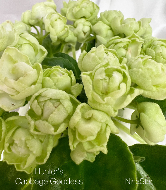 Hunter's Cabbage Goddess