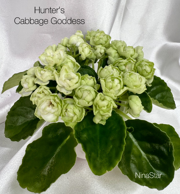Hunter's Cabbage Goddess