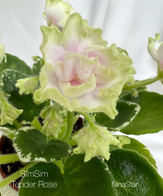 SimSim Tender Rose