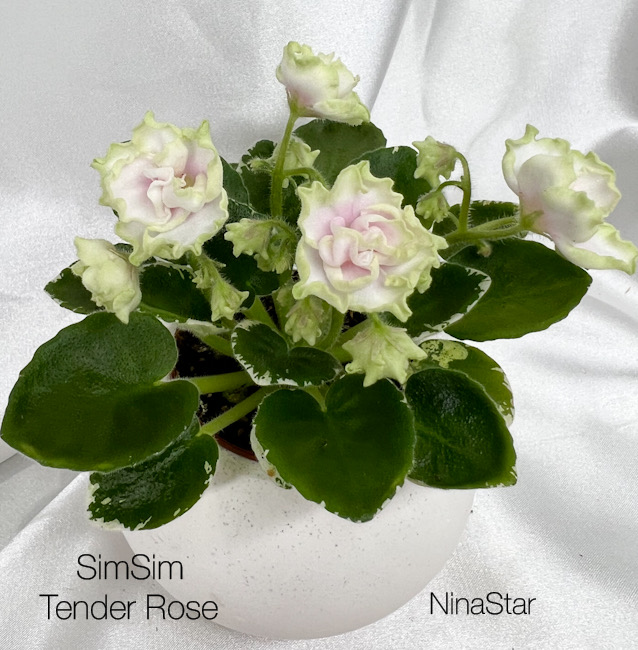 SimSim Tender Rose