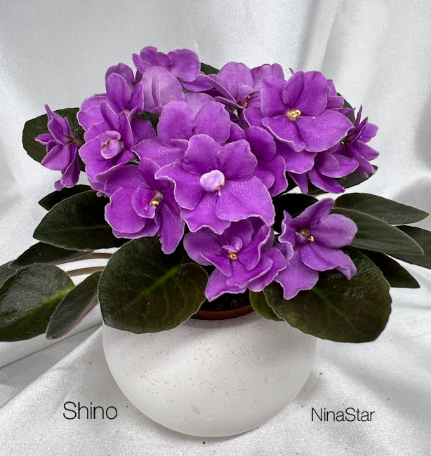 Shino