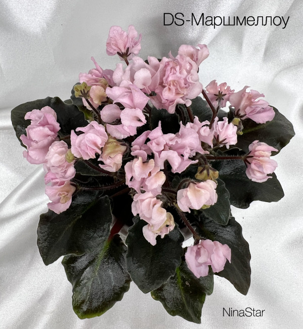 DS-Маршмеллоу