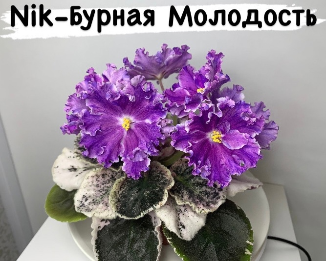 бурная молодость.jpeg