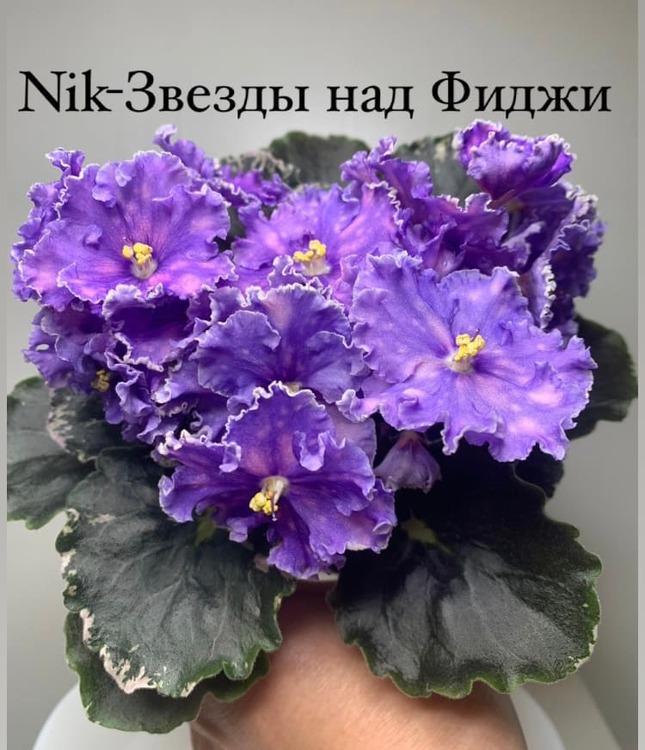 Звезды над Фиджи-4.jpeg