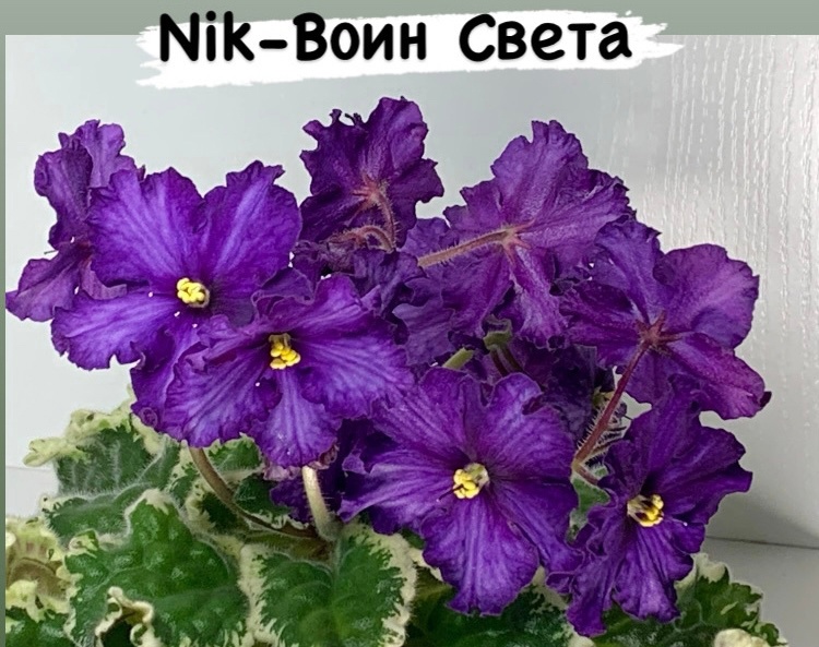 воин света-2.jpeg