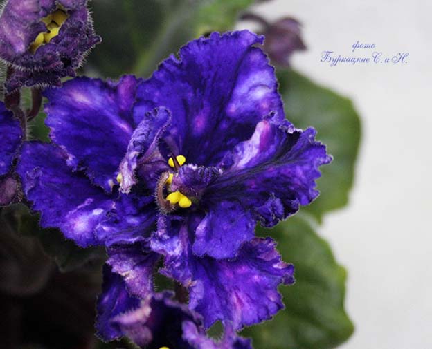 СН 134 5 МАЛ.jpg