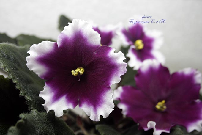 СС 165 2 мал.jpg