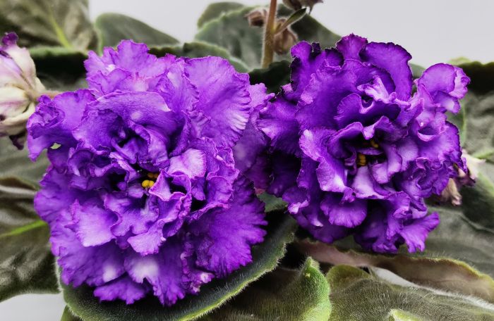 IMG_20240519_182450_edit_27563620490064.jpg