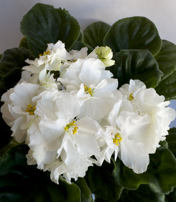 Spring Rose.jpg