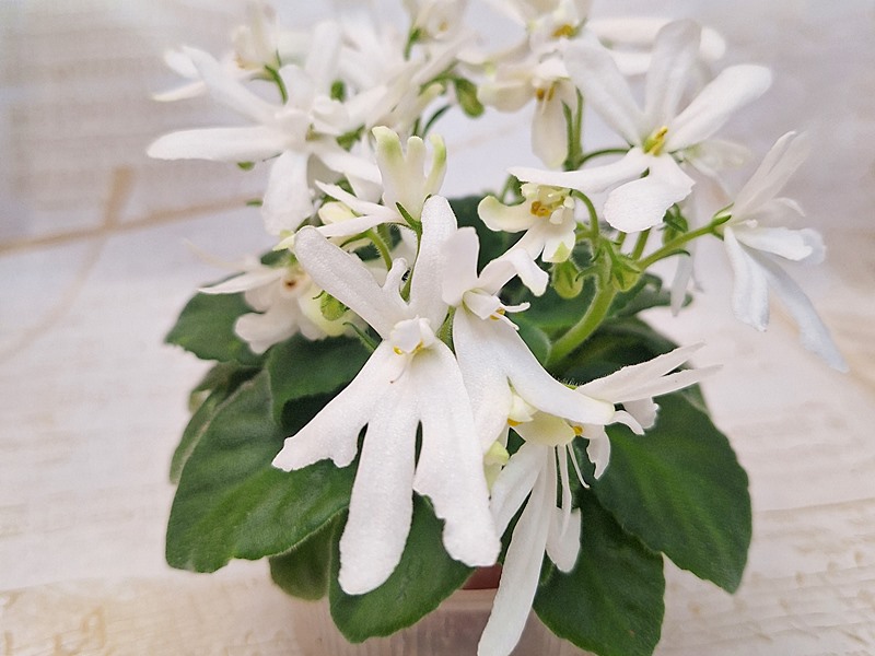 Lunar Lily white.jpg