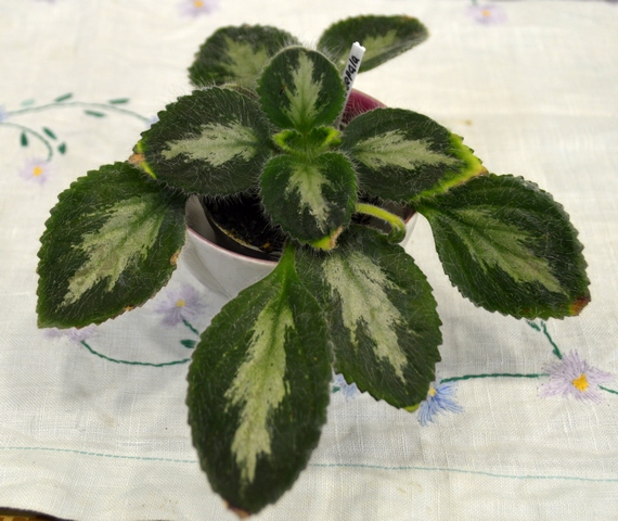 Primulina fimbrisepala