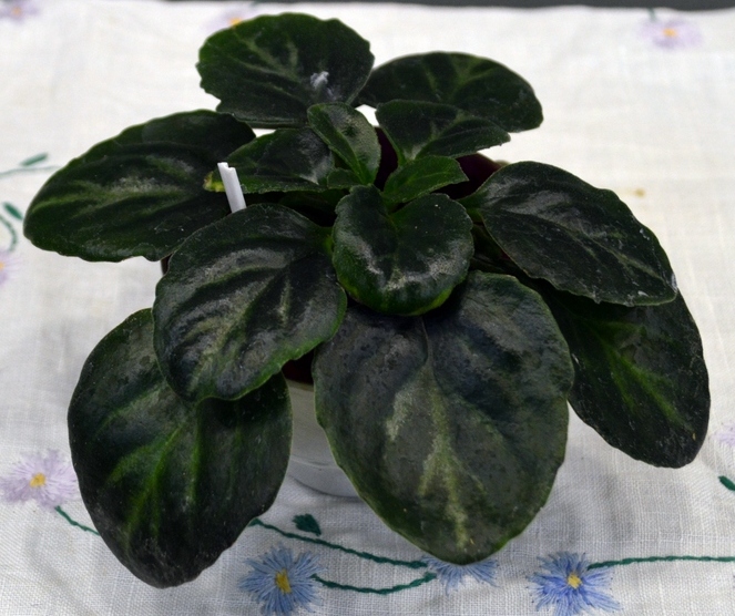 Primulina macrorhiz