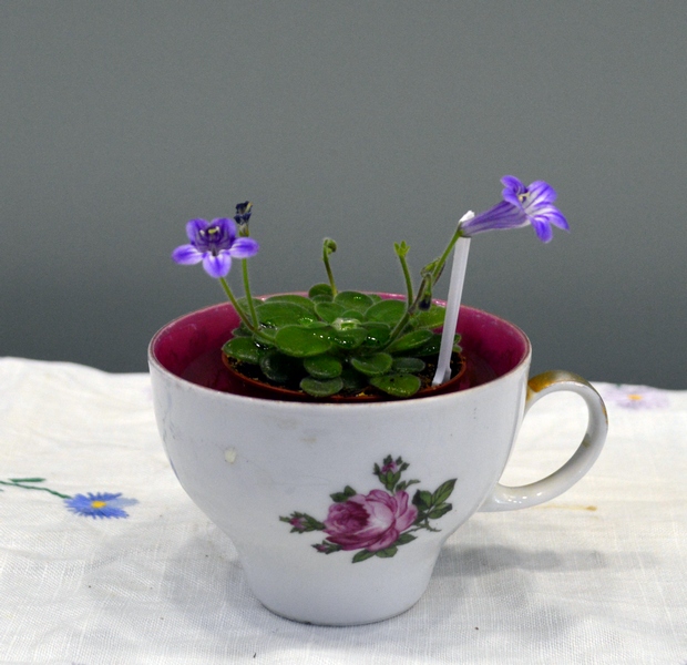 Primulina_petrocosmeoides