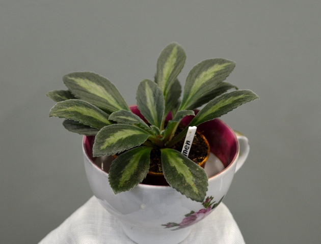 Primulina Omen