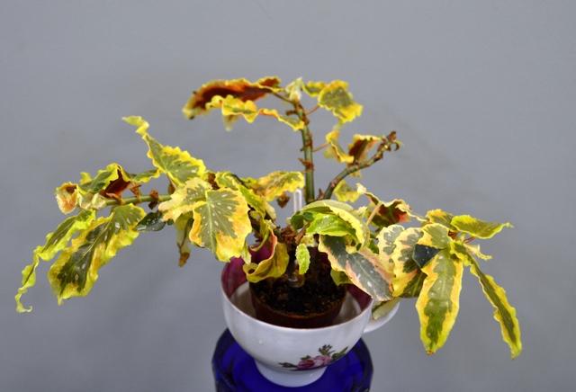 Begonia Dainty Spray Sport