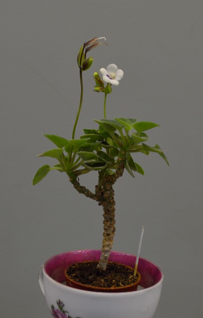 Deinostigma tamiana