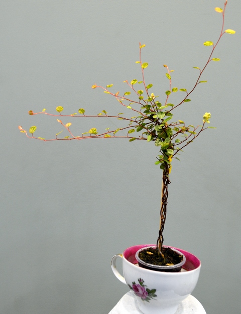 Muehlenbeckia complexa «Maori»