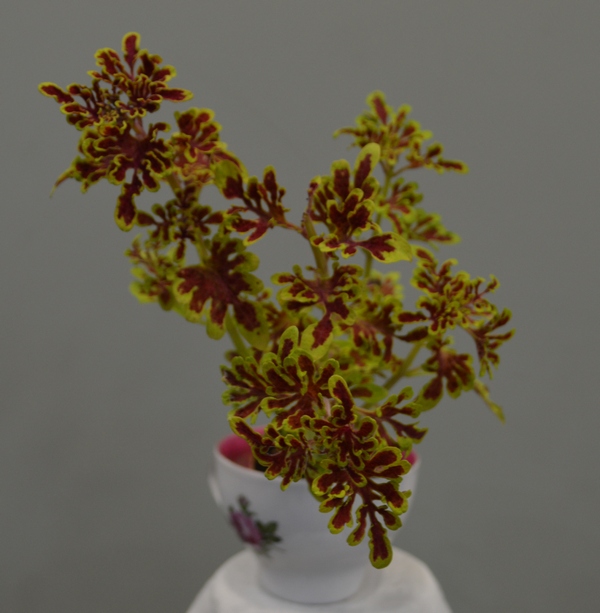 Coleus 'Terra Nova Tammy'