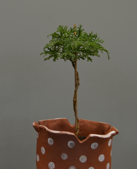 P. radens