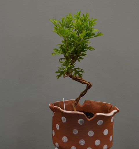 P. pseudoglutinosum