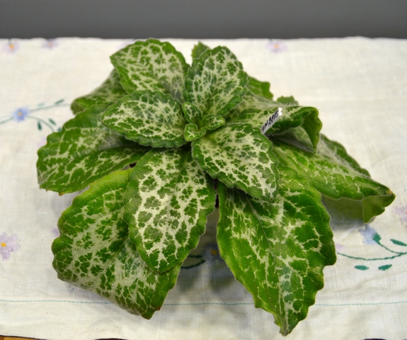 Primulina sinensis light bell