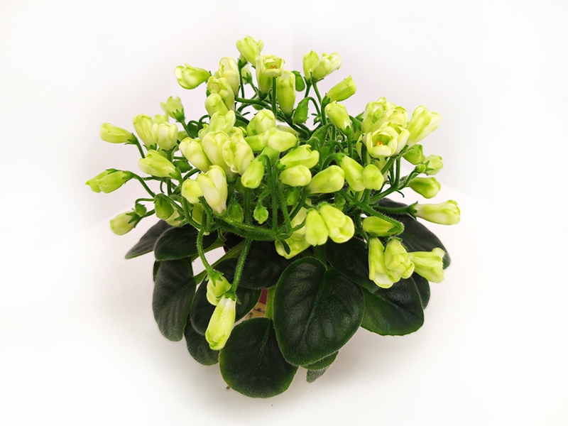 Emerald Bell.jpg