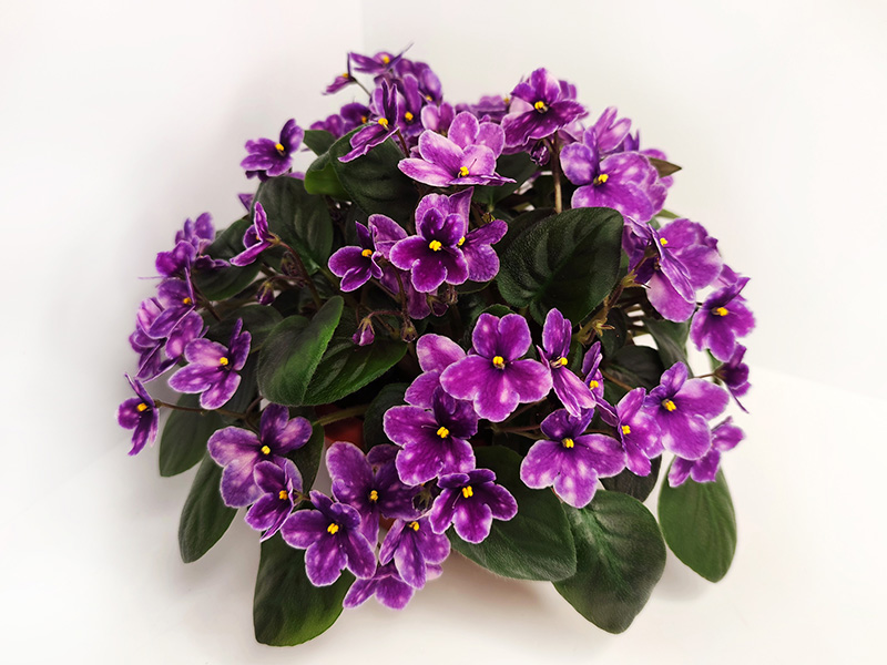 СВ-Город Модена.jpg