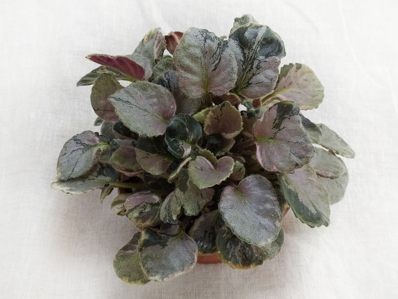 Saintpaulia Diplotricha Variegata спорт.jpg