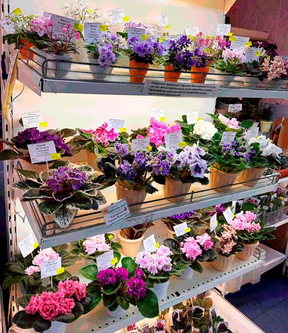 полки-Черепанова.gif