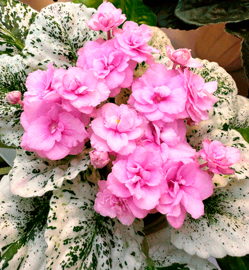 Rose-Bouquet-(Стуленкова).gif