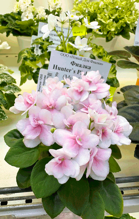 Hunter's-Pink-Camo.gif
