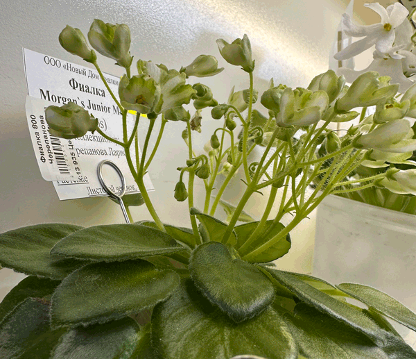 Morgan's-Junior-Mint.gif