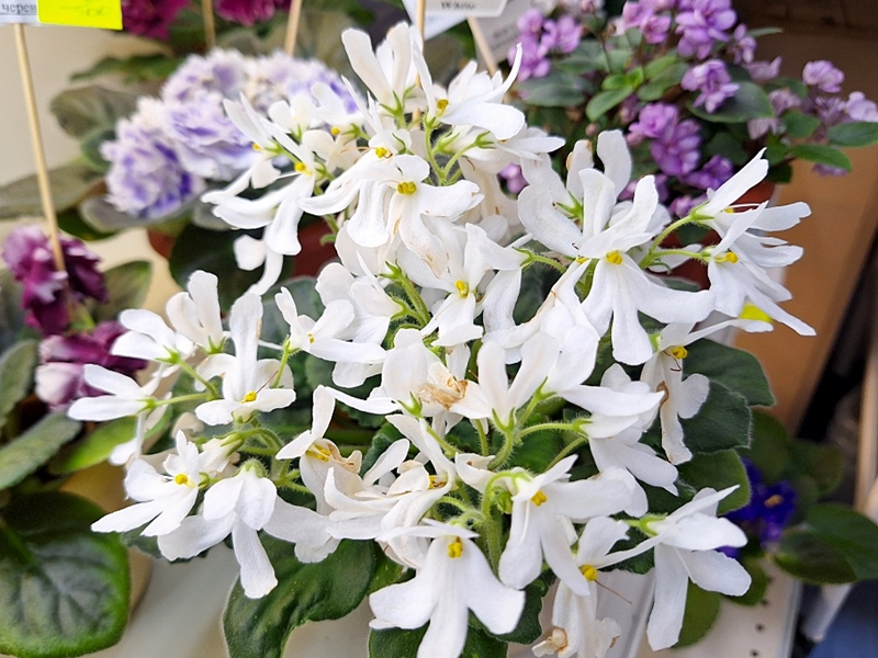 Lunar Lily White.jpg