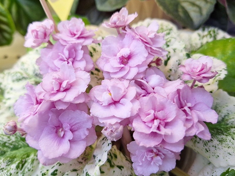 Rose Bouquet.jpg