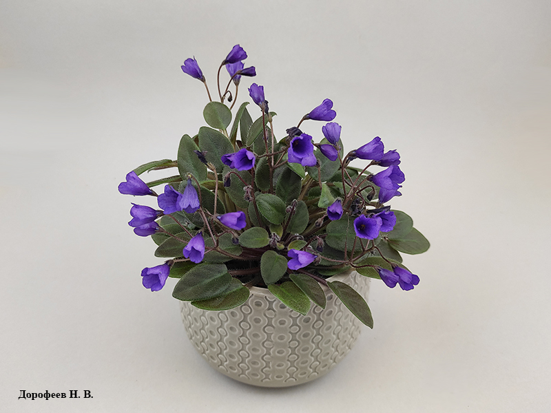 Vallarta Campanas Moradas