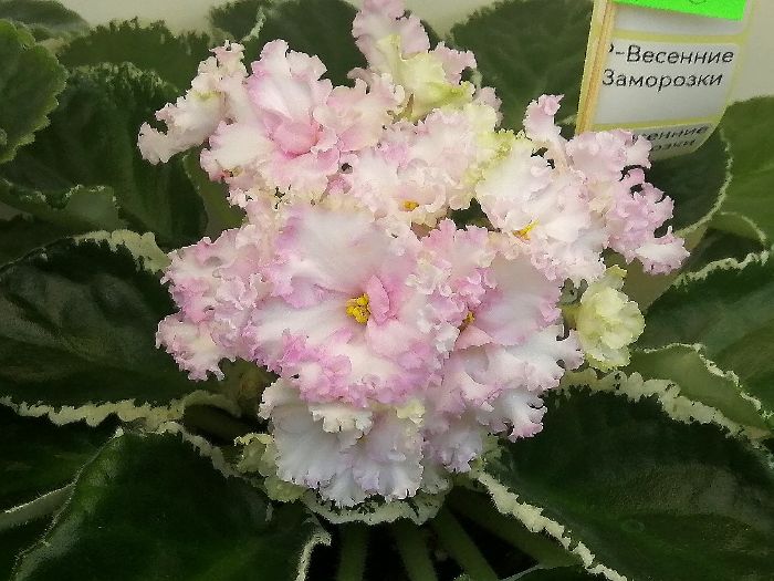 Р-Весенние Заморозки.jpg
