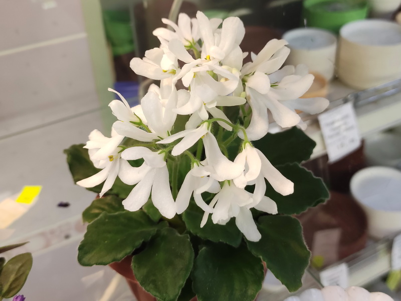 Lunar Lily Whit