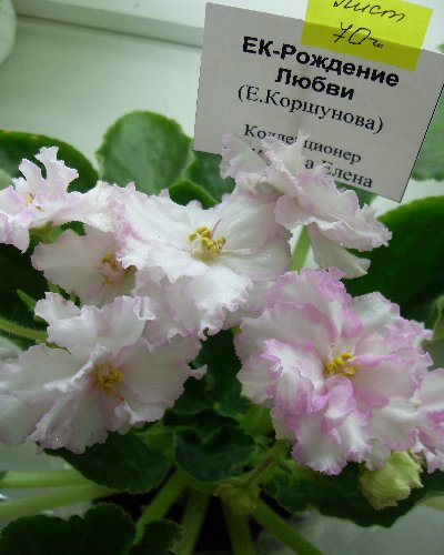колл. Е. Пименова