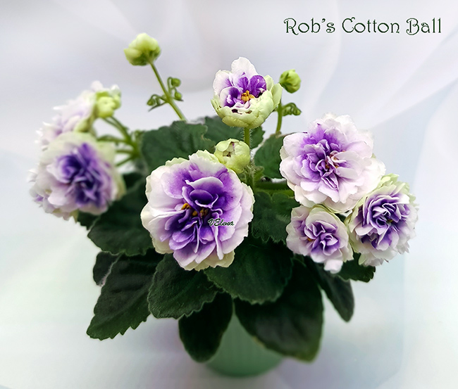 1robs_cotton_ball.jpg