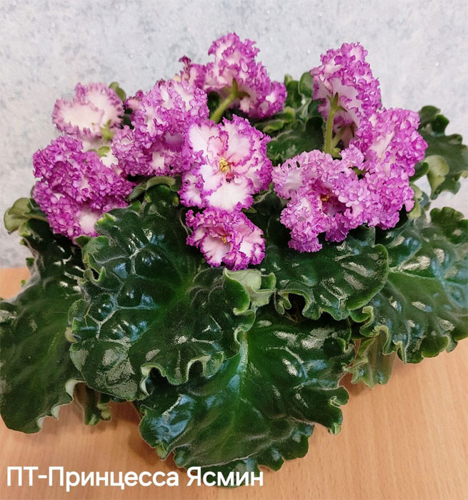 пт-принцесса-ясмин.jpg