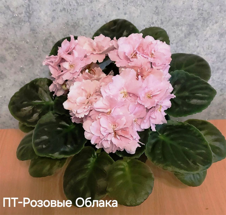пт-розовые-облака.jpg
